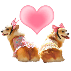 可愛いコーギー ラテ まある Line スタンプ Line Store