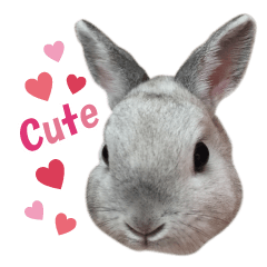 Rabbit Cafe chocolate otter Sticker