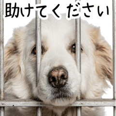 A dog's pathetic, pitiful appearance