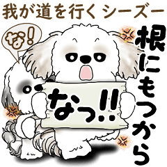 Shih tzu 2025 (Going my own way)