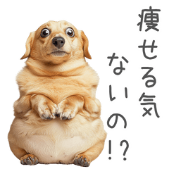 Fat dachshunts.