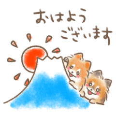Pomeranian Happy Brothers