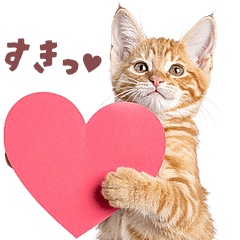 มีมแมวตัวจริง / ลูกแมวน่ารัก