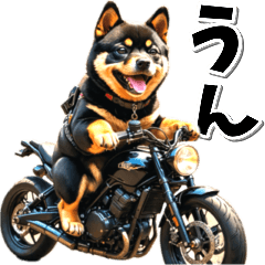 即返信♡バイク好き　黒柴
