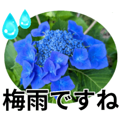 花の写真のラインスタンプ3