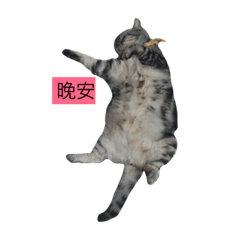 cat my king
