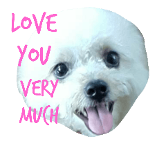 The dog pet good