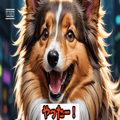 Gentle Shelties Daily Life