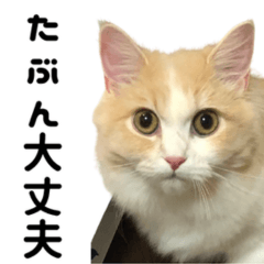 Fluffy Cat Mood Stickers: Kyoka & Shiki