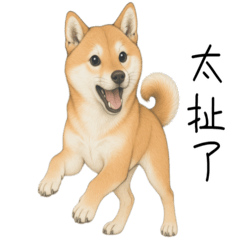 柴犬 日常篇