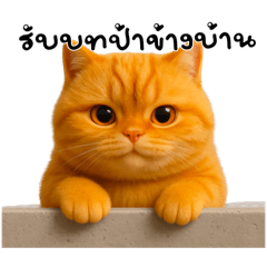 ส้มสีแมวตัวตึง