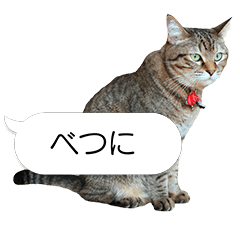 The Quiet Cat - Tsundere ver -