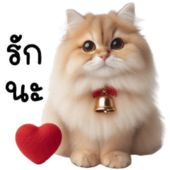 ลูกแมวส้มเปอร์เซีย หน้าบูด ขนฟู ตัวตึง