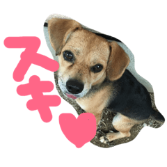YUTARO DOG