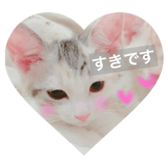 Pretty kitten's name is Ikura