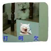 Cats&dogs daily life