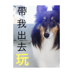 超萌家犬-酷弟來了