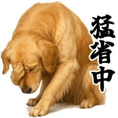 Golden Retriever reaction