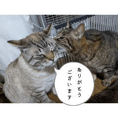 chiitan_20250606080219