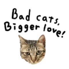 貓咪越派，我越愛