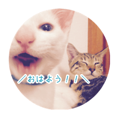 AsaShioMiru Cat Stanp