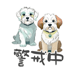 マルチーズの日常〜敬語もあるよ