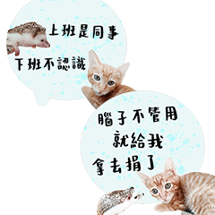 Cat and Hedgehog Life Diary-12-416