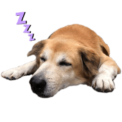 Tung Daeng & See Din