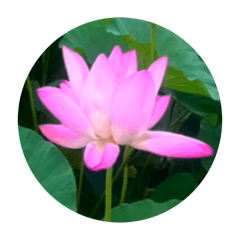 LOTUS FLOWER STICKER.