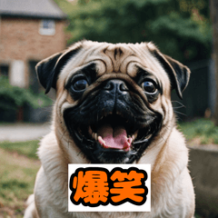 Cute Pug Stickers Full of Expressions