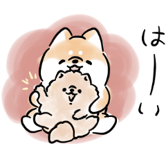Heartwarming Shiba Inu × RiNAViS