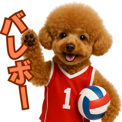 Everyday Volleyball Poodle