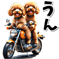 即返信♡バイク好き　トイプードル