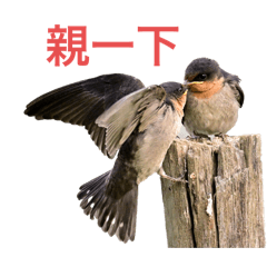 MImiNCat_20250609220029