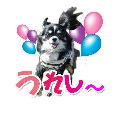 chiwawa on bibi
