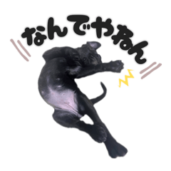American Bully×Golden Doodle ナラちゃん