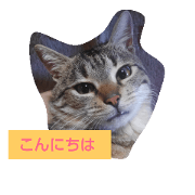fd cat3