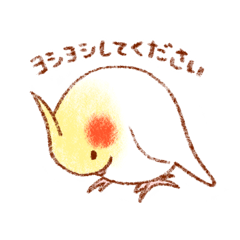 オカメインコの日常【ピヨ彦】