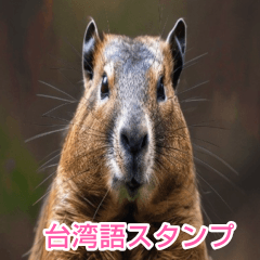 Taiwanese Marmot BIG sticker