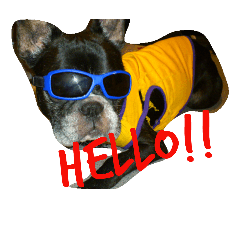 French Bulldog syu&coo