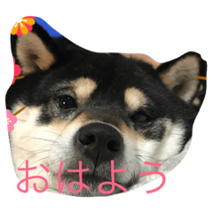 KISEKI.M