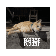 阿財可愛嗎