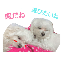 sirasuzu