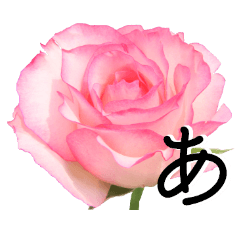 The flower Sticker Rose(Set2)