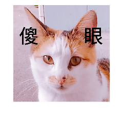 Cat~Momo