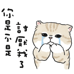 情勒的奶油小生(淺奶油虎斑貓)