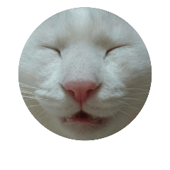 happy cats sticker (4) (head shots)