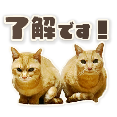 NYAN-NYANS-Sticker-animation