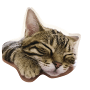 cat (munchkan)