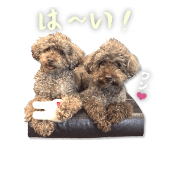 brown toypoodles